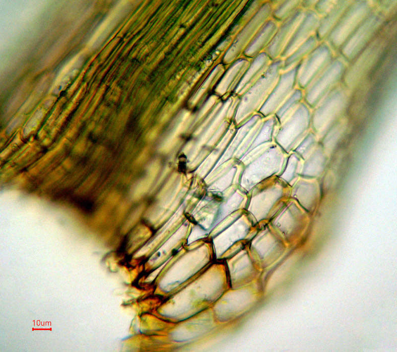Dicranum montanum
